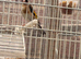 Goldfinch for sale