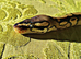 Pastel het pied male ball python