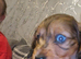 Male miniature dachshund