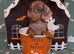 GORGEOUS MINIATURE DACHSHUND PUPPIES