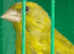 Green finches