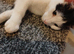 White and black kitten
