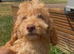Cute and cuddly F1 Cockapoo girls ready now!