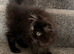 Registered pedigree Persian Female kitten
