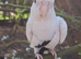Cockatiel