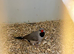 Male Hecks Finch