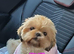 Shih tzu puppies