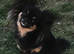 Beautiful chihuahua puppies kc