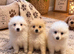 Pomeranian puppies