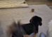Gorgeous black female pekingese adult