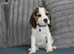 Beautiful beagle puppies