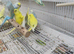 Baby rainbows and pied budgies
