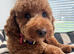 Toy poodle