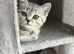 Scottish fold kittens
