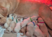 Goldador Puppies for sale