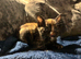 Two stunning British blue kittens for sale