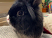 Lionhead rabbit