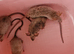 Male Mice