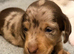 Outstanding chocolate and cream dapple dachshunds