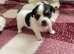 3/4jackrussel1/4chiuhaha