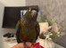Crimson bellied conure
