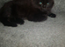 Black female kitten