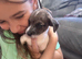 Beautiful Jack Russel pups