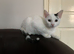 Beautiful White Female Kitten for sale Ready now - Microchipped wormed & flea DOB 11.03.2026