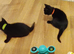 1 Lovely Kitten(Girl)<3 READY NOW!! Looking Forever Home