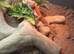 Female beared dragon
