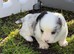 Last two Stunning unique litter of Welsh cardigan corgi puppies