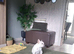WANTED  MEARL french bulldog