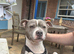 Female for rehome