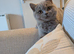 Beautiful kitten