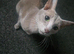 Stunning male fawn point siamese