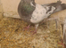Lovely bird