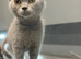 Stunning BSH male kitten