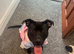 Coco looking for her forever home