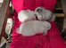 Gorgeous mini lops
