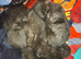 Beautiful Siamese-Type Kittens &ndash; 5 Available
