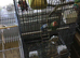 Pair of lovlry birds for sale
