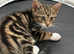 Beautiful cat to go to a good home