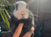 Ready now Adorable Netherland dwarf baby rabbits