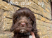 Cavapoo puppies