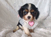 Beautiful cavalier king charles puppies