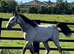 "Irish Draught x Cob " Dun Colt Young Sport Horse