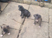 Cane corso X American bulldog
