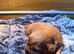 Stunning f1b red labradoodles