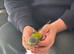 Hand Tame Conour
