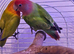 Beautiful bonded pair of lovebirds & cage